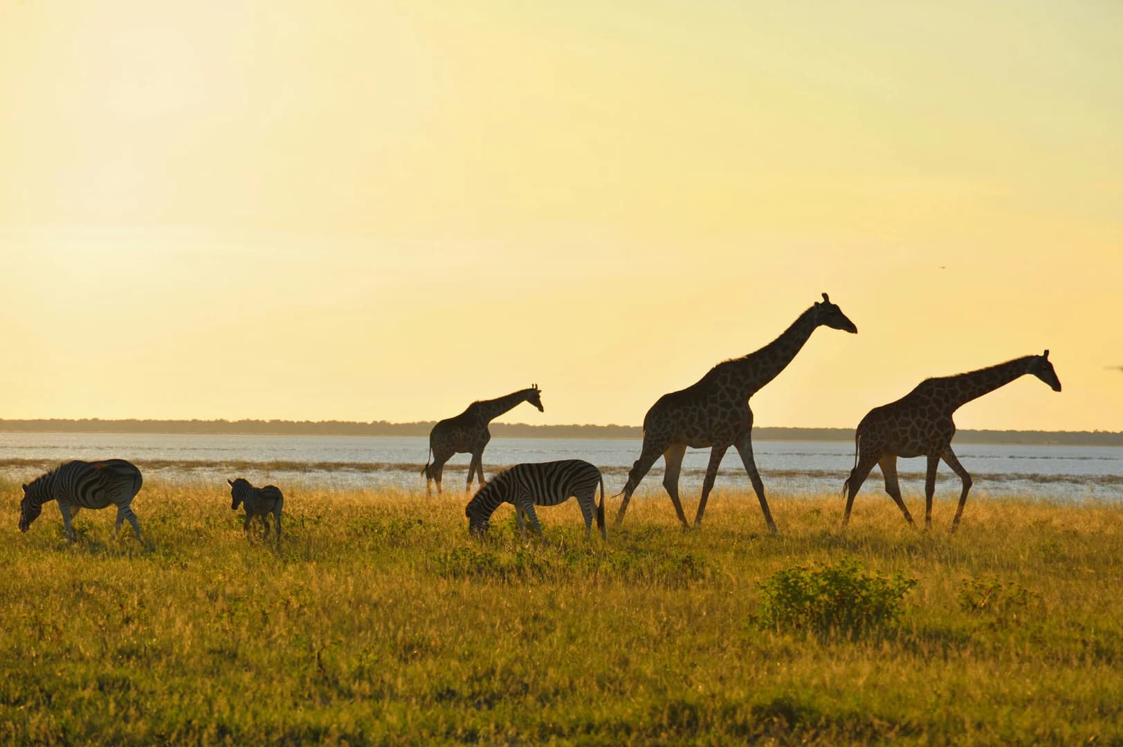 Morning Safari & Departure