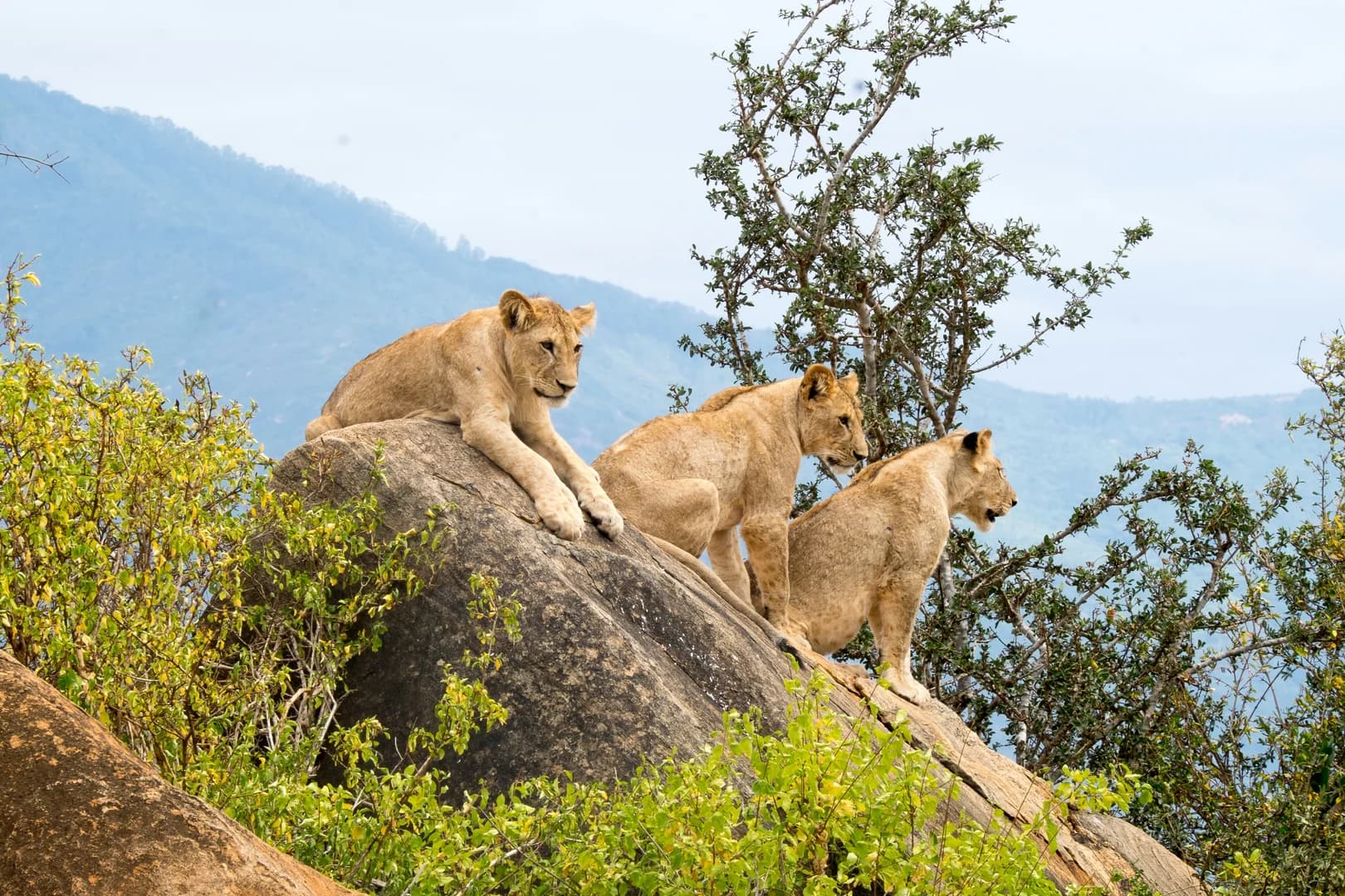 2 Days / 1 Night Safari to Tsavo East