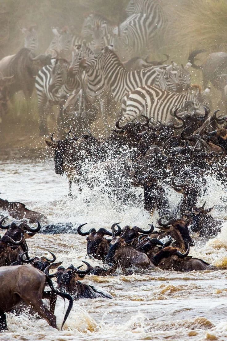 Masai Mara