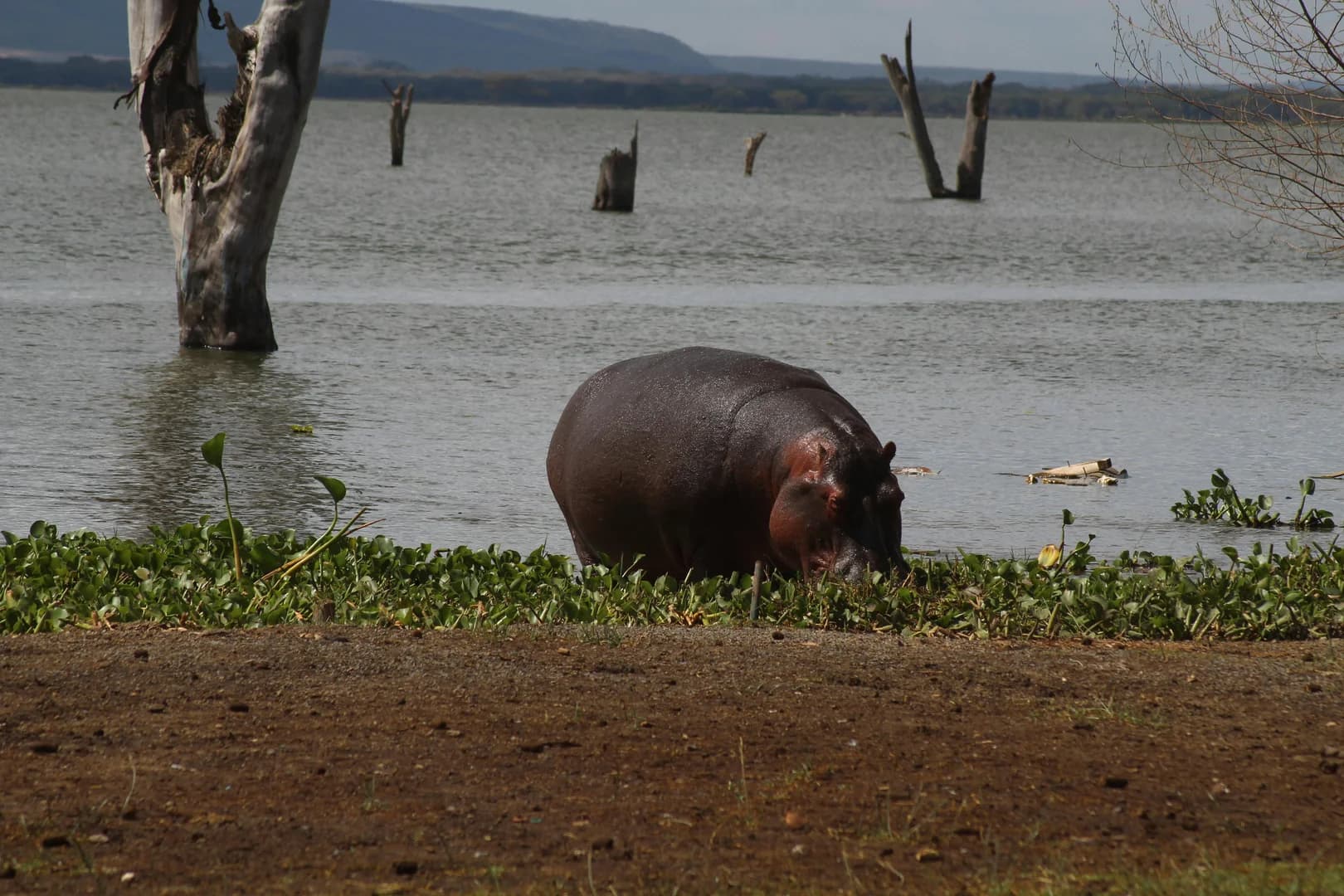 Lake Nakuru & Naivasha