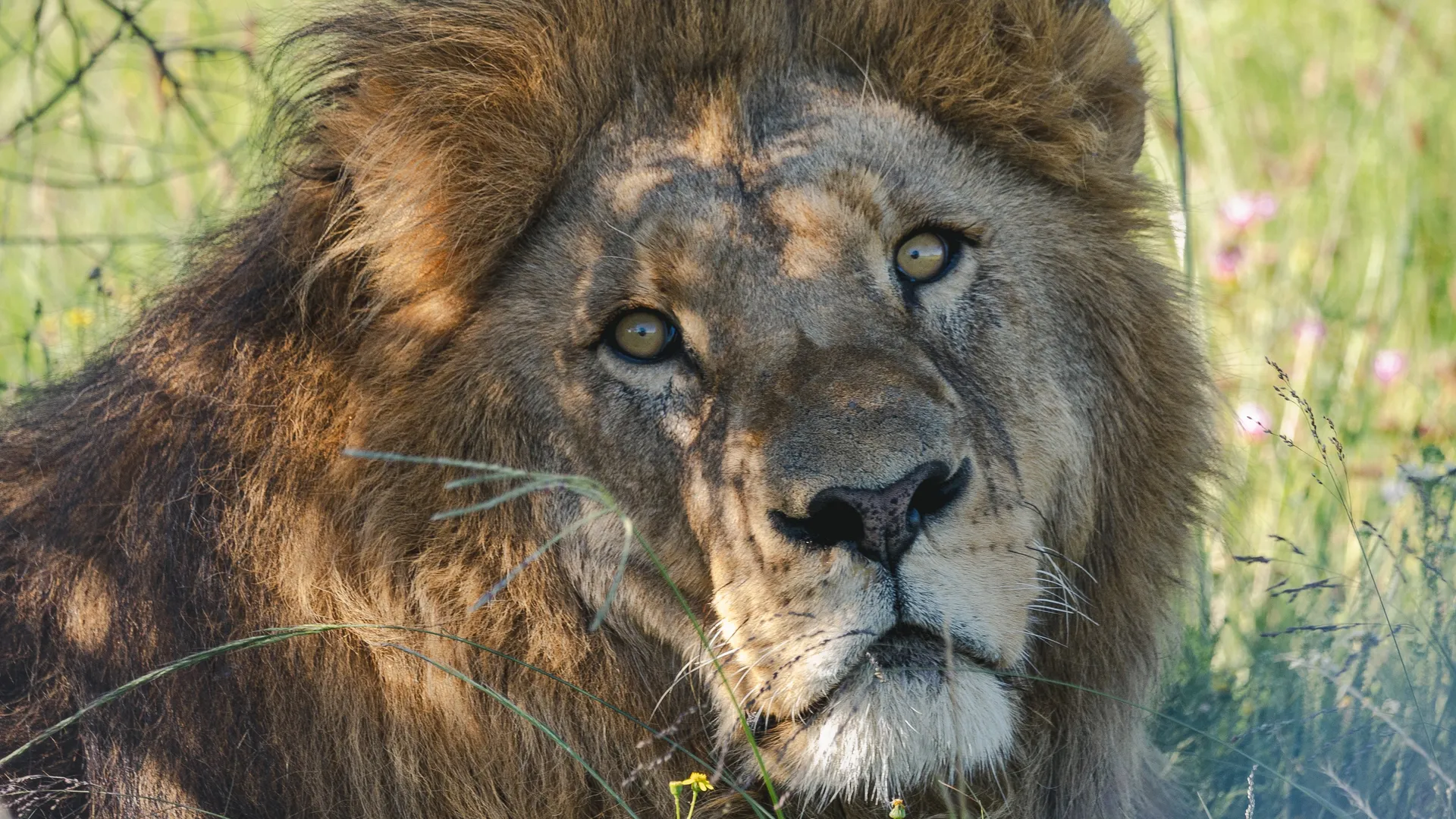 Safari Experience Cinematic Backdrop