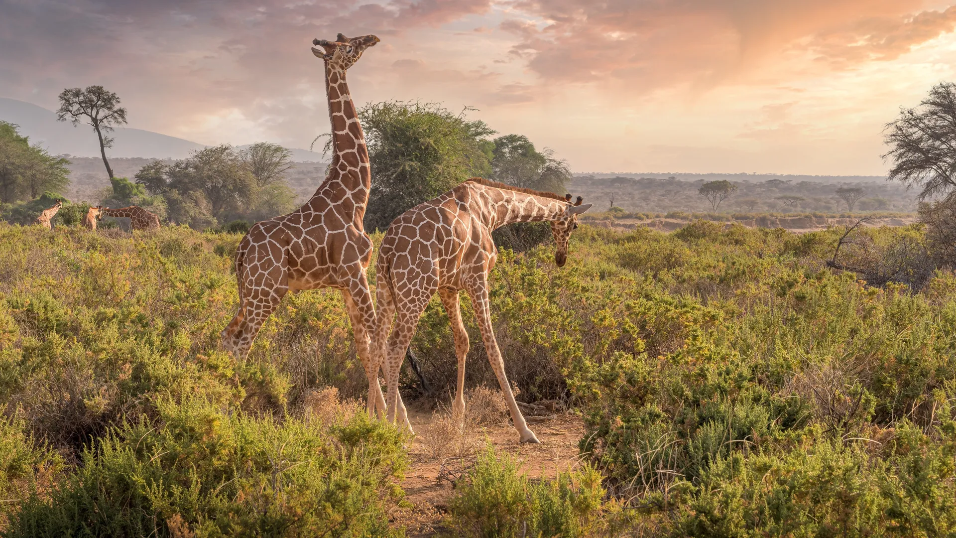 Safari Experience Cinematic Backdrop